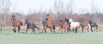 Een goede start voor het veulen