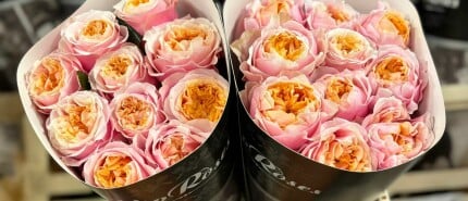 VIP Roses: Passionate, Innovative, Curious, and Proud