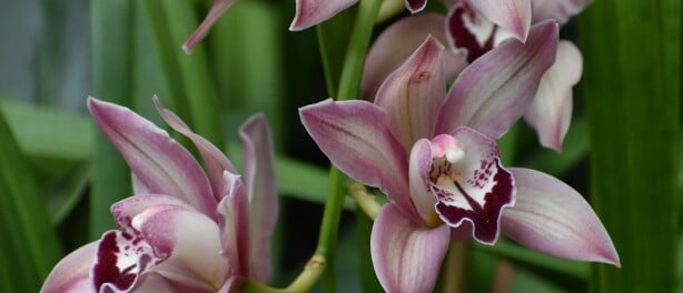 The Elegant Cymbidium