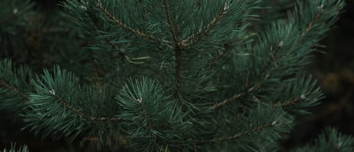 Christmas Greenery: Pinus, Abies, Nobilis; What Sets Them Apart?