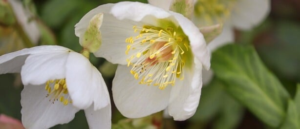 The Wintery Helleborus