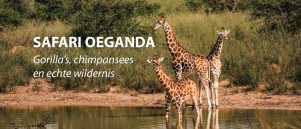 Safari Oeganda: complete gids voor gorilla’s, wildlife, route en kosten