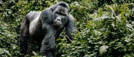 Gorilla trekking Oeganda: kosten, regels, beste reistijd en tips van Kim