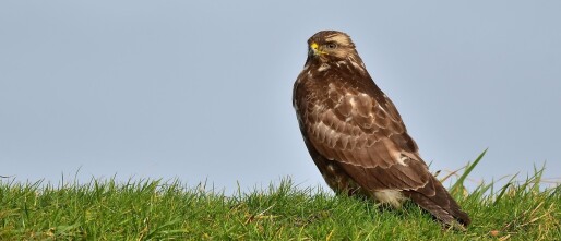 Is een buizerd zeldzaam?