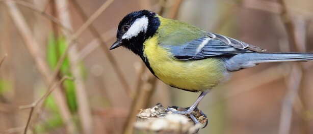 Welke vogelsoorten leven in Nederland?