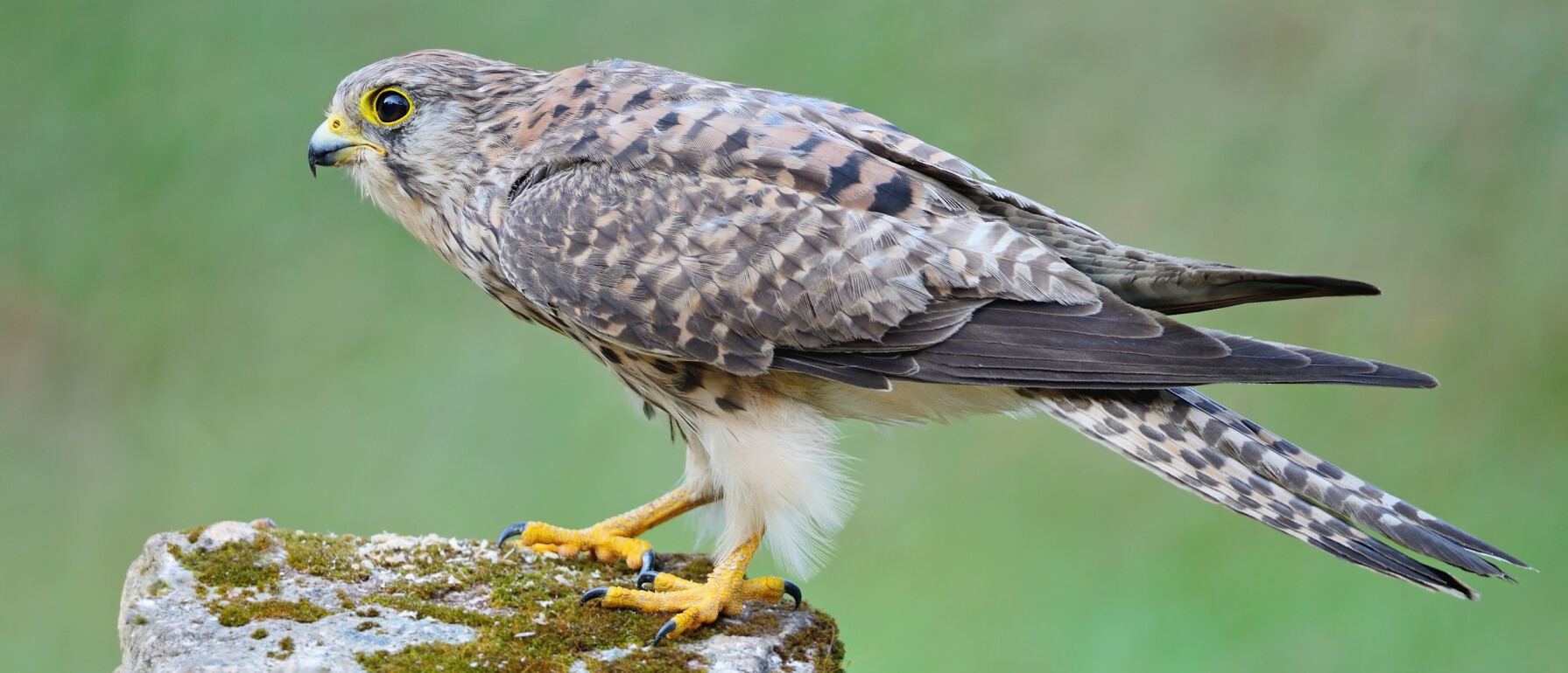 Wat is de vijand van de torenvalk? | Vogel-blog