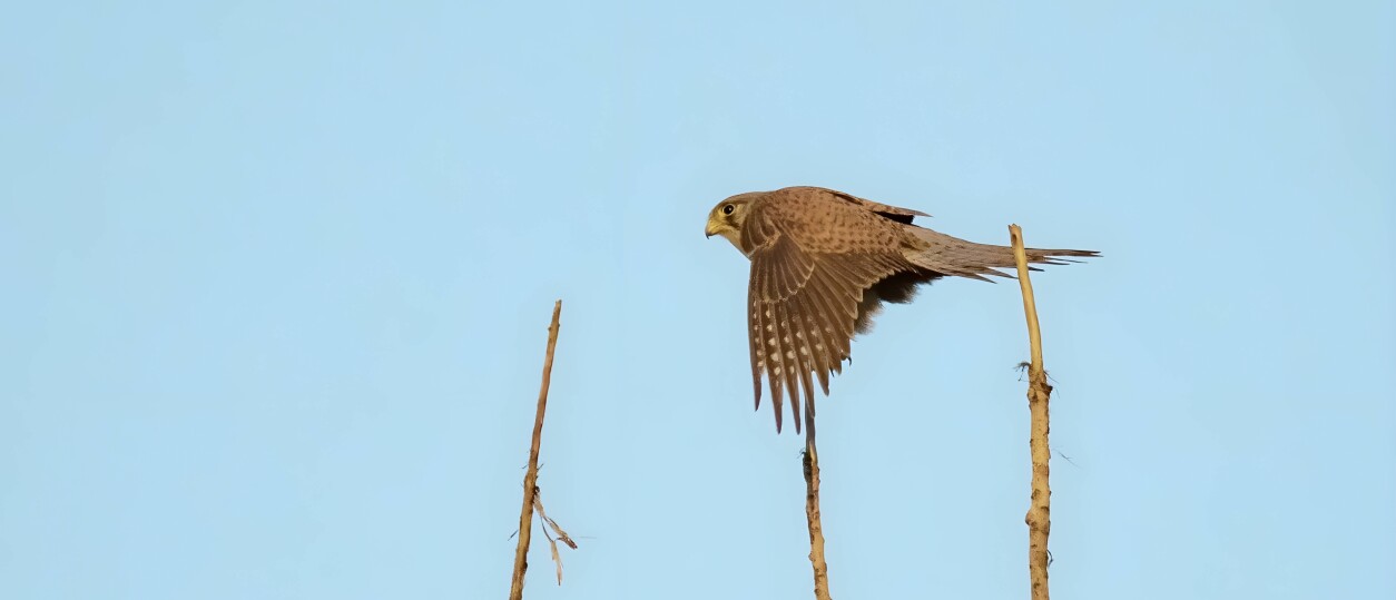Hoe oud wordt een torenvalk? | Vogel-blog