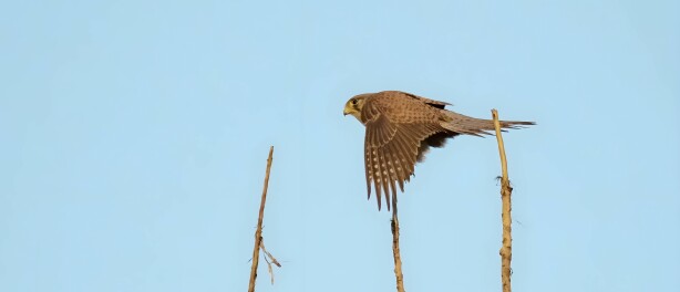 Hoe oud wordt een torenvalk? | Vogel-blog