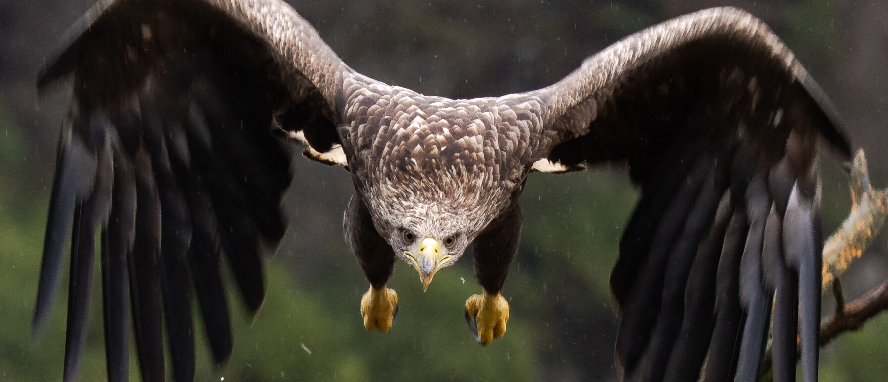 Hoe kun je een buizerd herkennen? | Alles over Buizerds