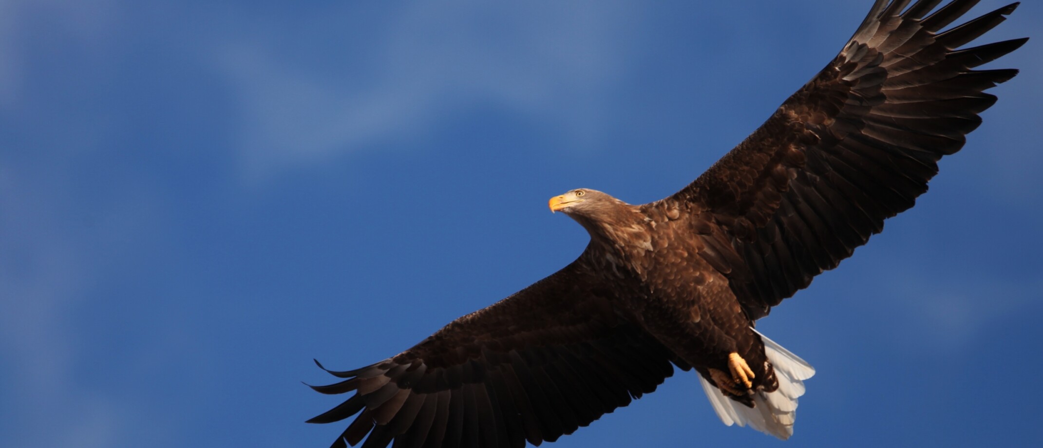 Alles over de zeearend | Vogel-blog