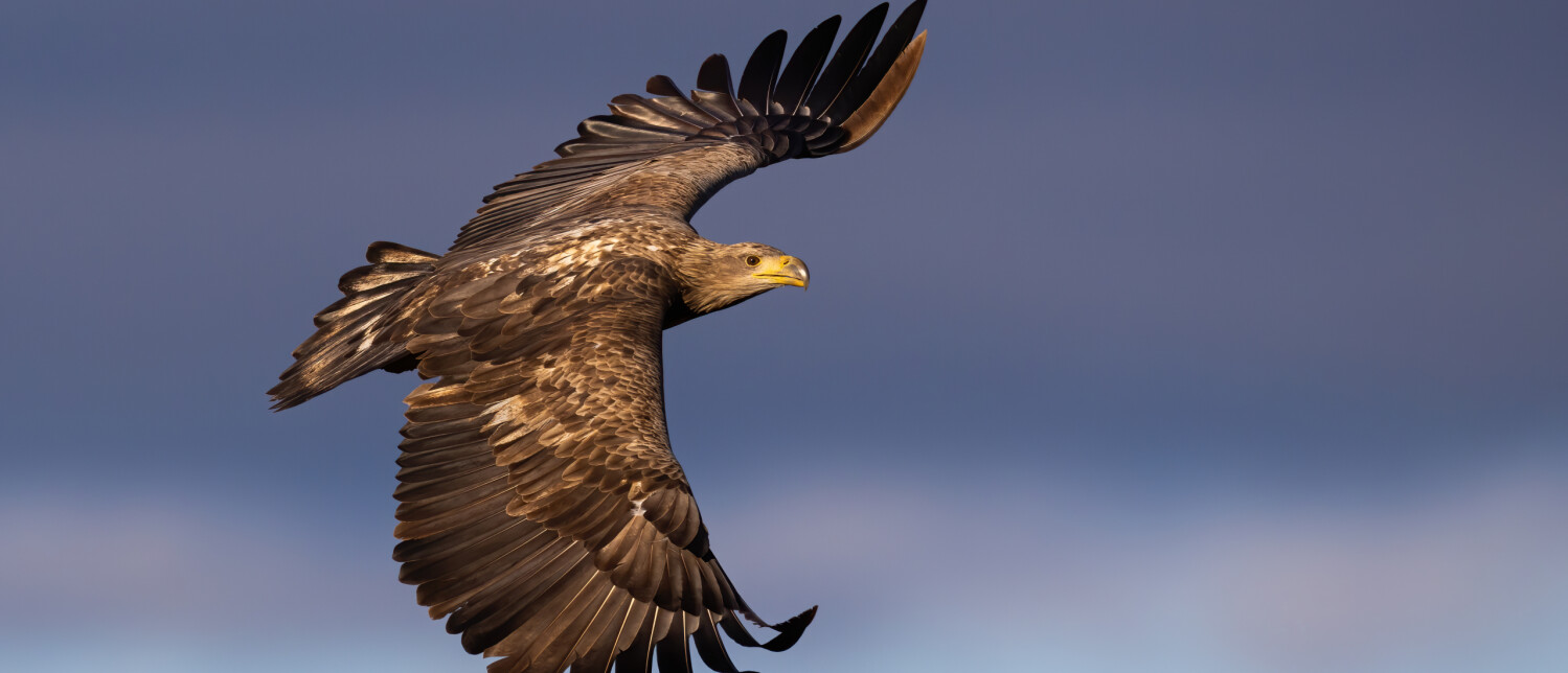 Wie is de vijand van de zeearend? | Vogel-blog