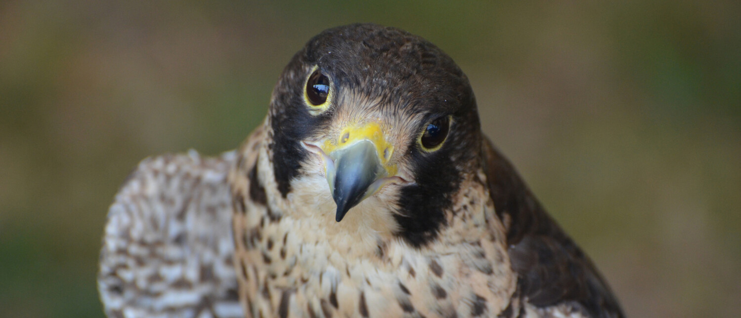 Waar Leeft De Slechtvalk In Nederland Vogel blog waar-leeft-de-slechtvalk-in-nederland-vogel-blog