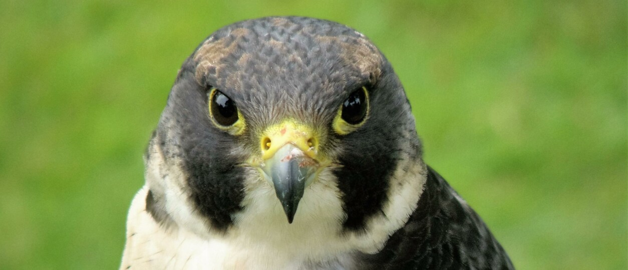 Hoe herken je een slechtvalk | Vogel-blog