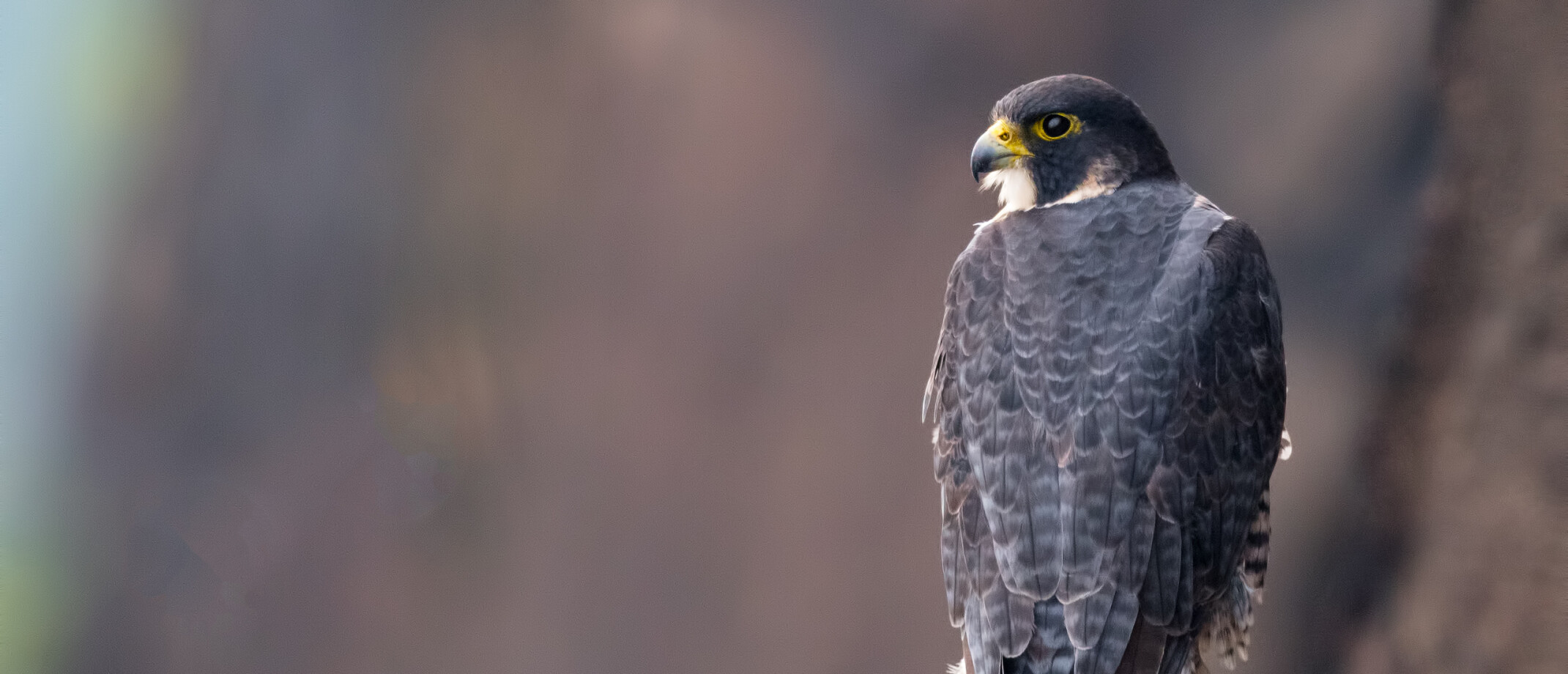 Waar leeft de slechtvalk in Nederland? | Vogel-blog