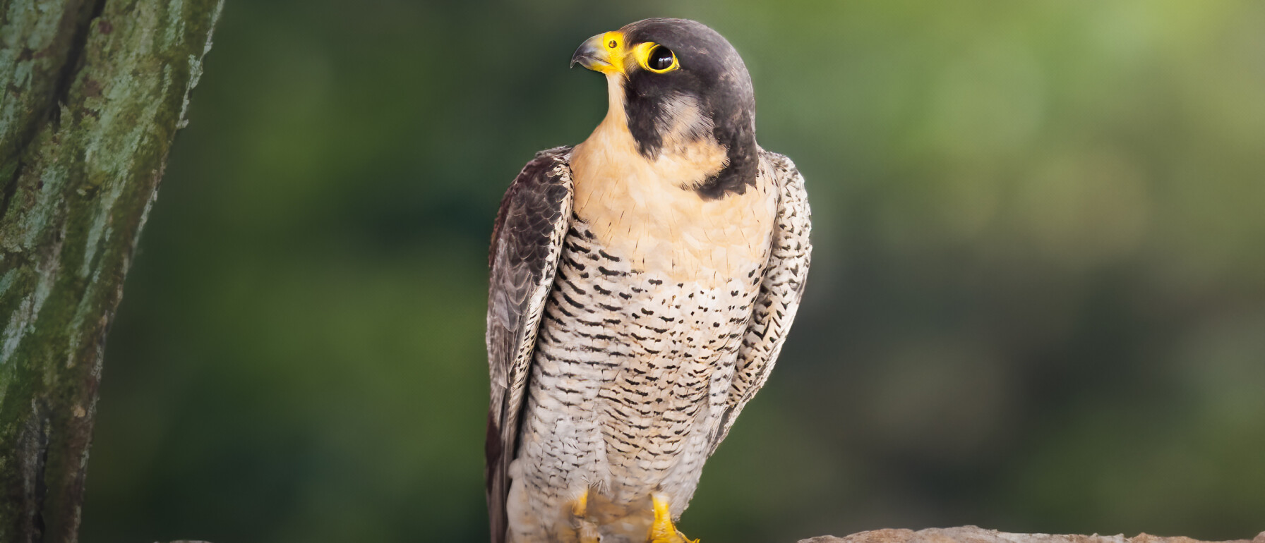 Hoe herken je een slechtvalk | Vogel-blog