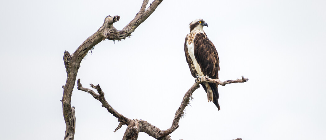 Hoeveel visarenden zijn er in Nederland? | Vogel-blog