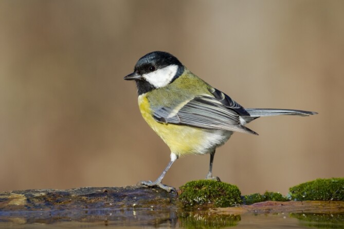 Hoe lang bouwt een koolmees zijn nest? | Vogel-blog