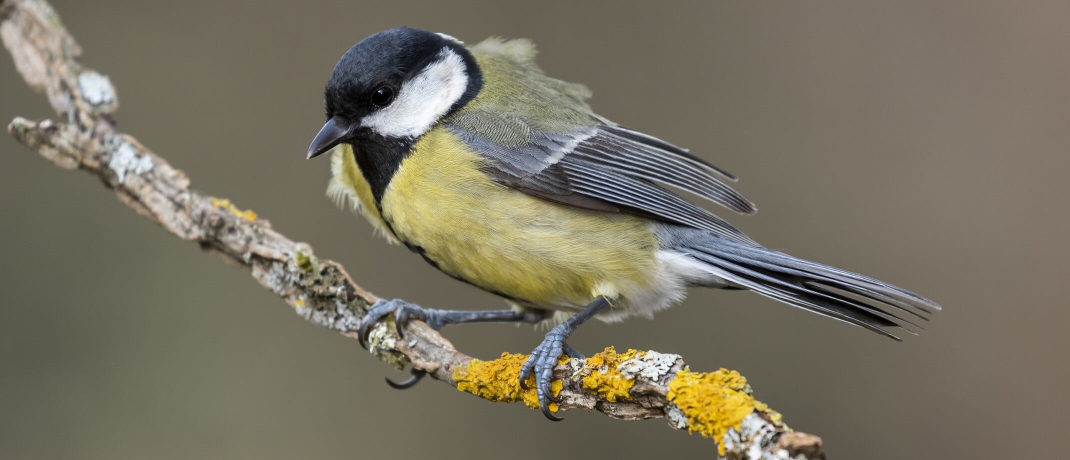Waarom geen koolmeesjes meer in de tuin? | Vogel-blog