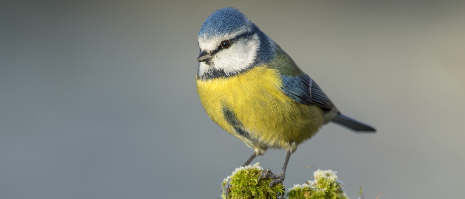 Hoe lang duurt het voordat pimpelmezen uitvliegen? | Vogel-blog