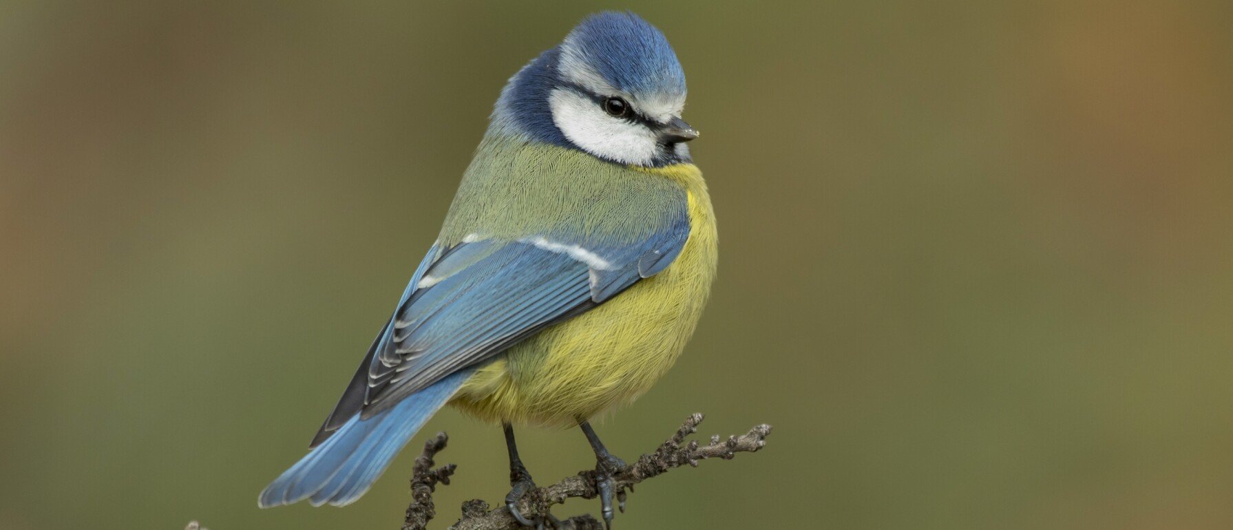 Wat Eet Een Koolmees Graag Vogel Blog