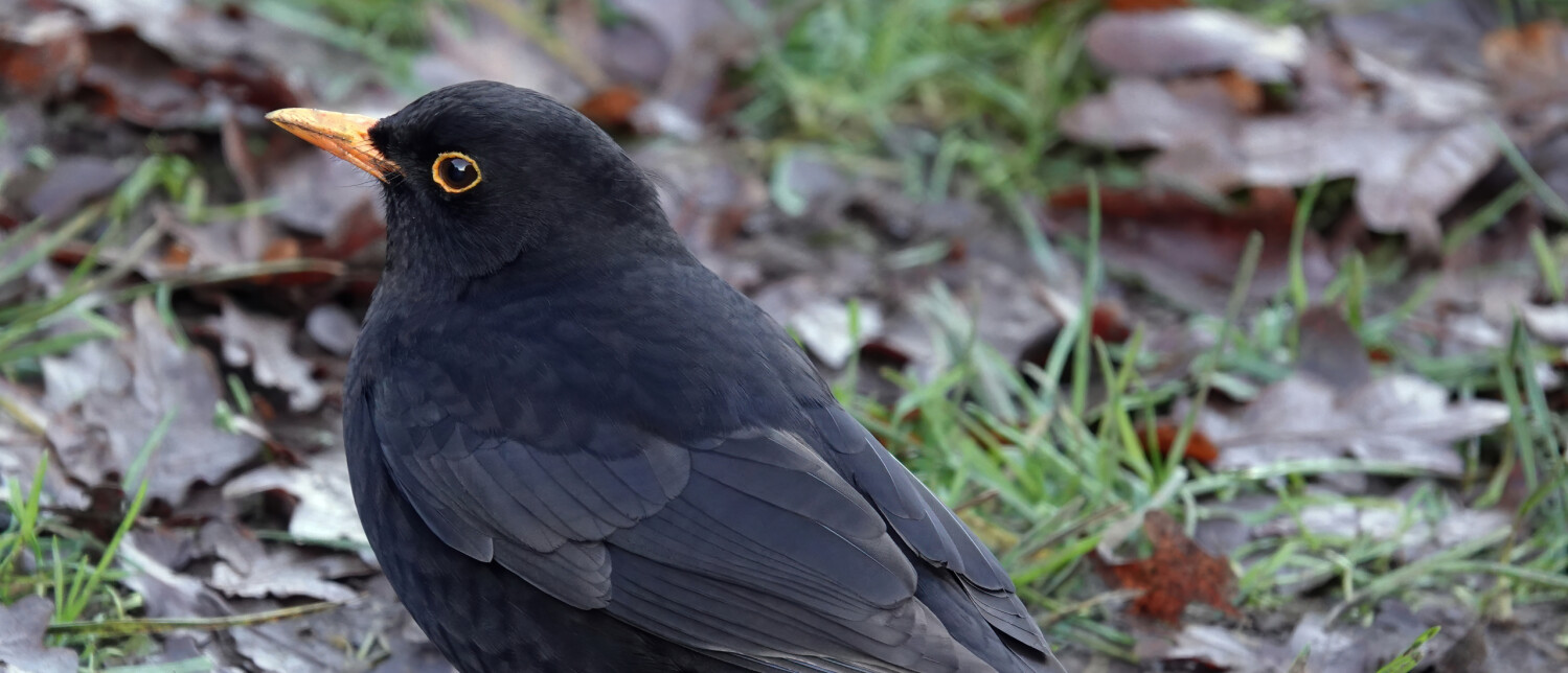 Alles wat je wil weten over de Merel | Vogel-blog