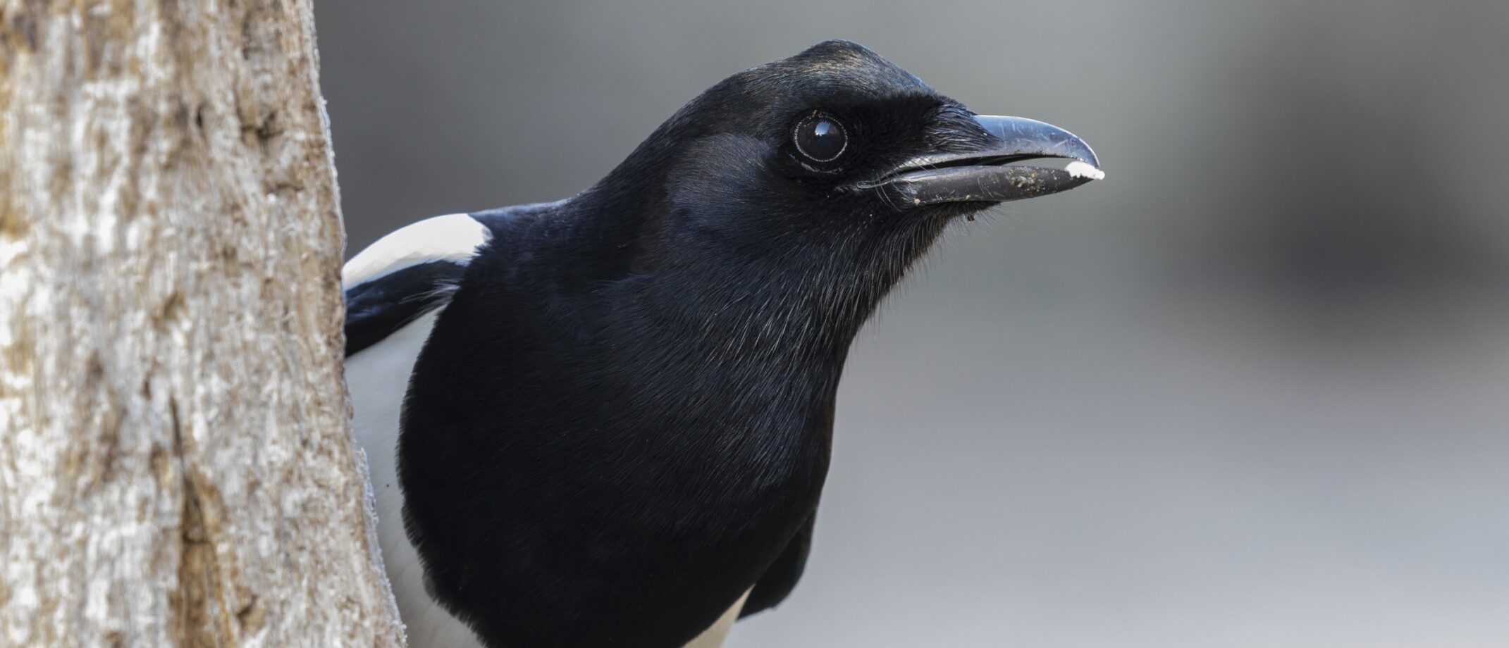 Wat eet een putter? Vogelblog