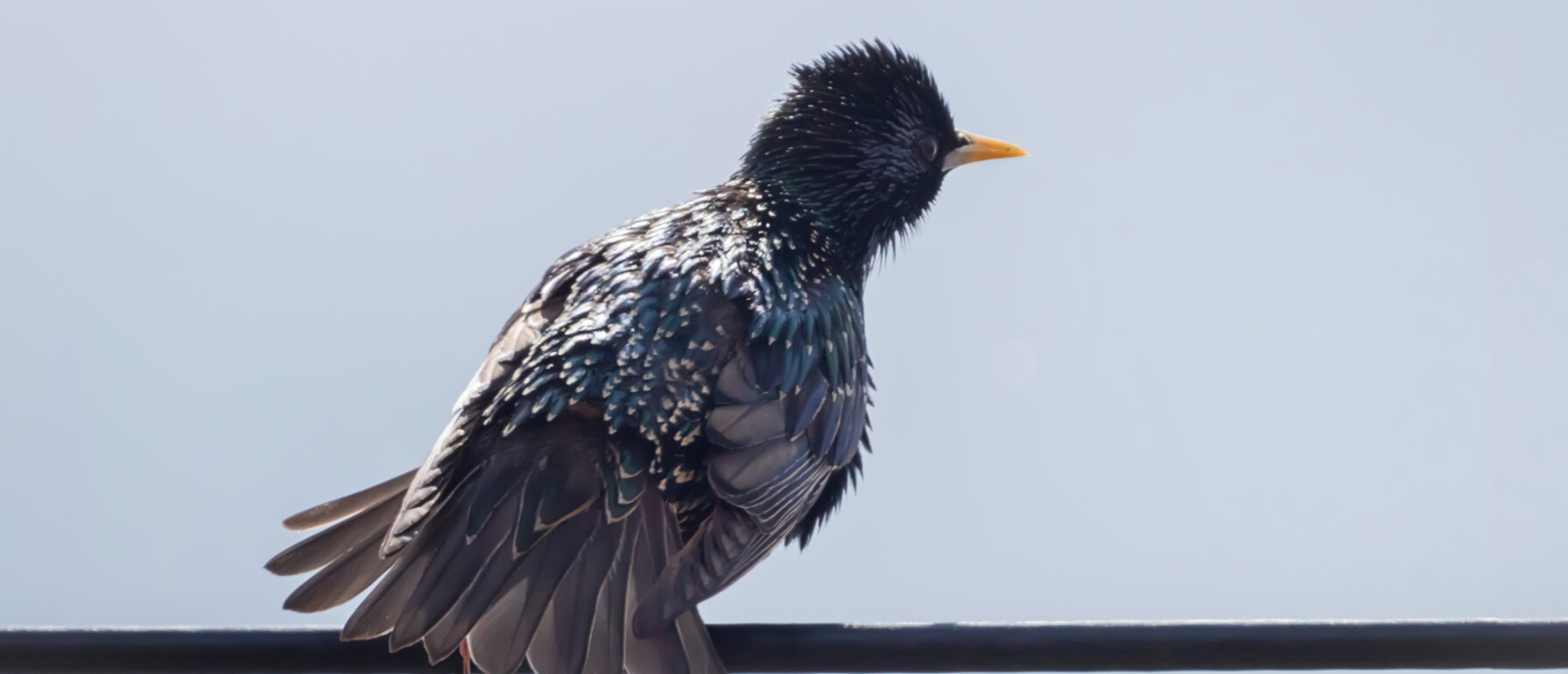 Hoe lang duurt het voordat pimpelmezen uitvliegen? | Vogel-blog