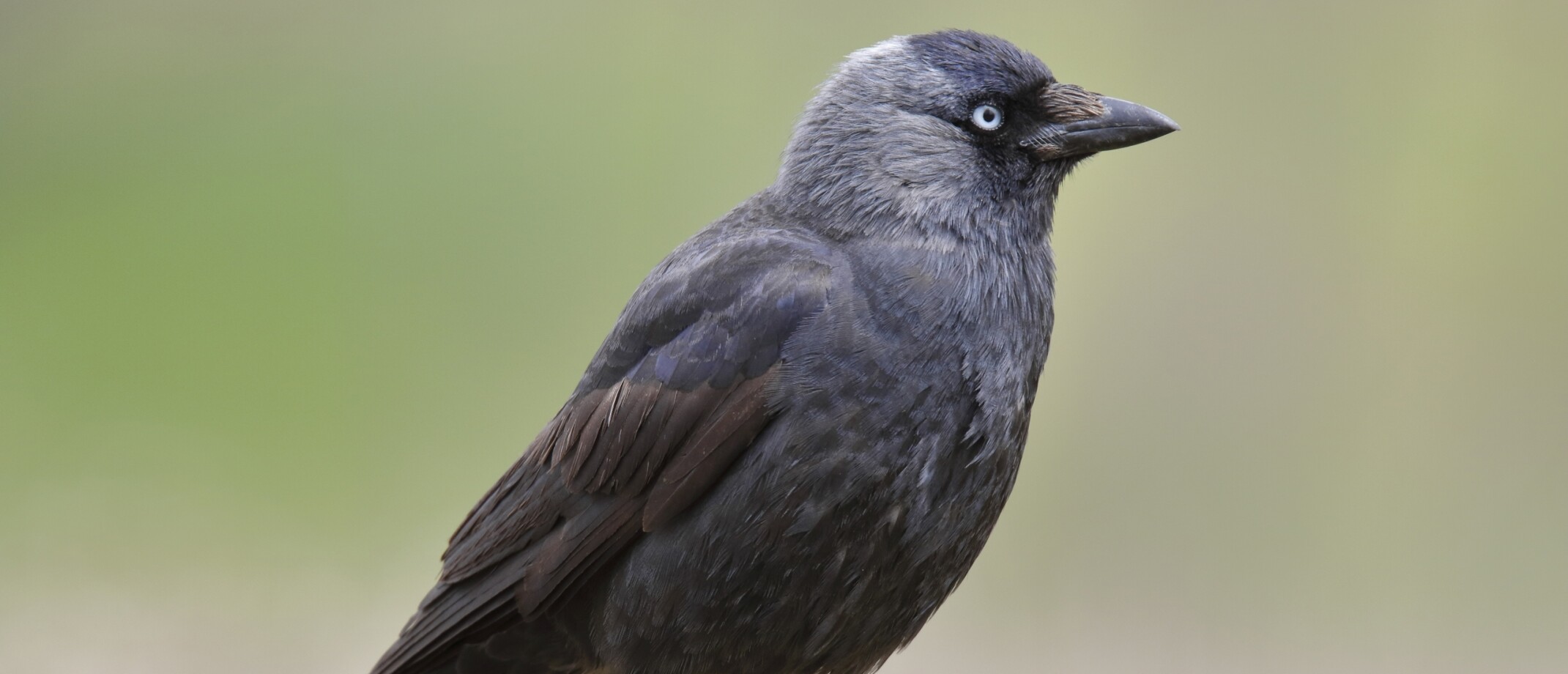 Wat doet een kauw? Vogelblog