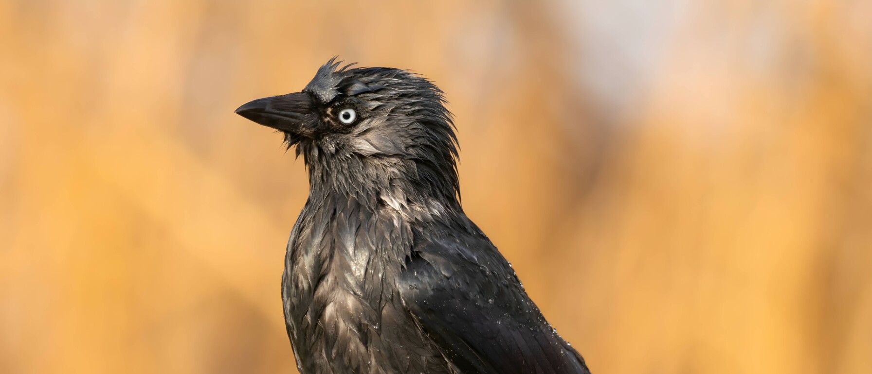 Wat doet een kauw? Vogelblog