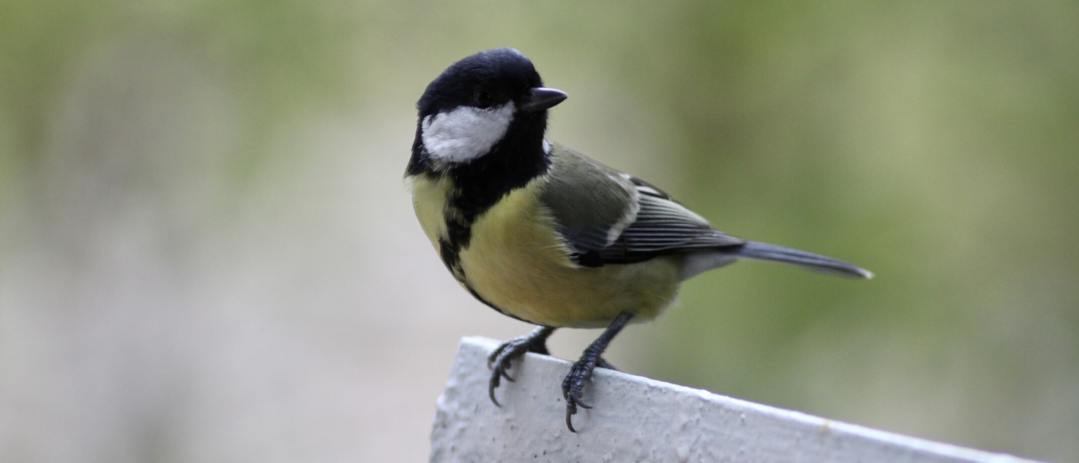 Wat eet een putter? Vogelblog