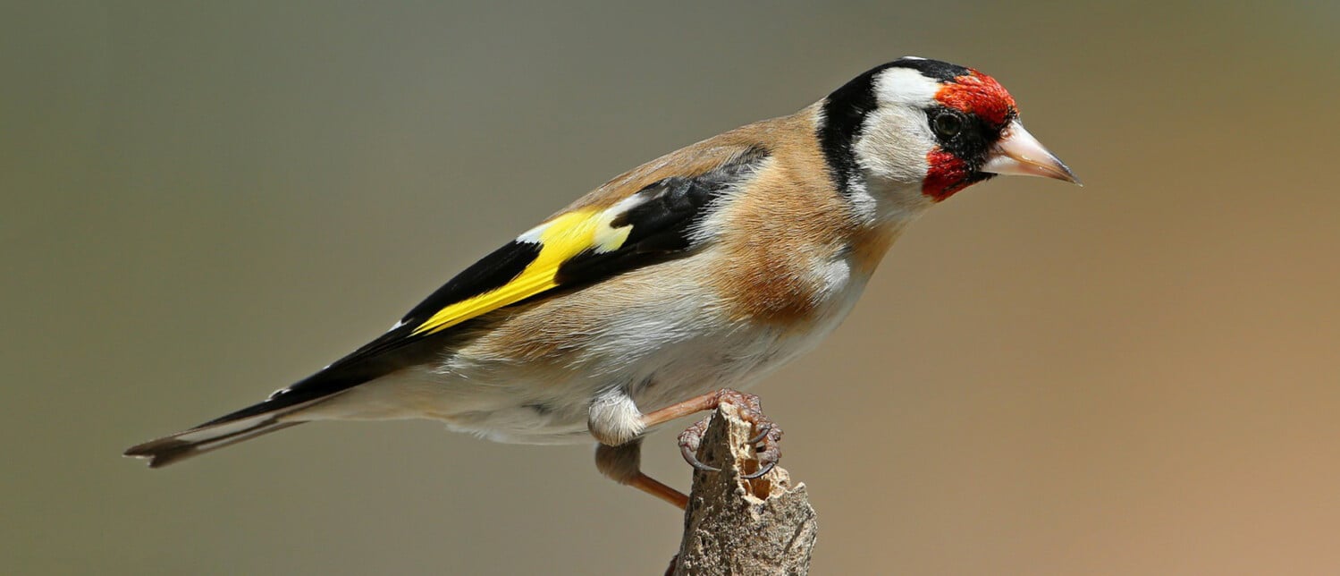 Wat eet een putter? | Vogel-blog