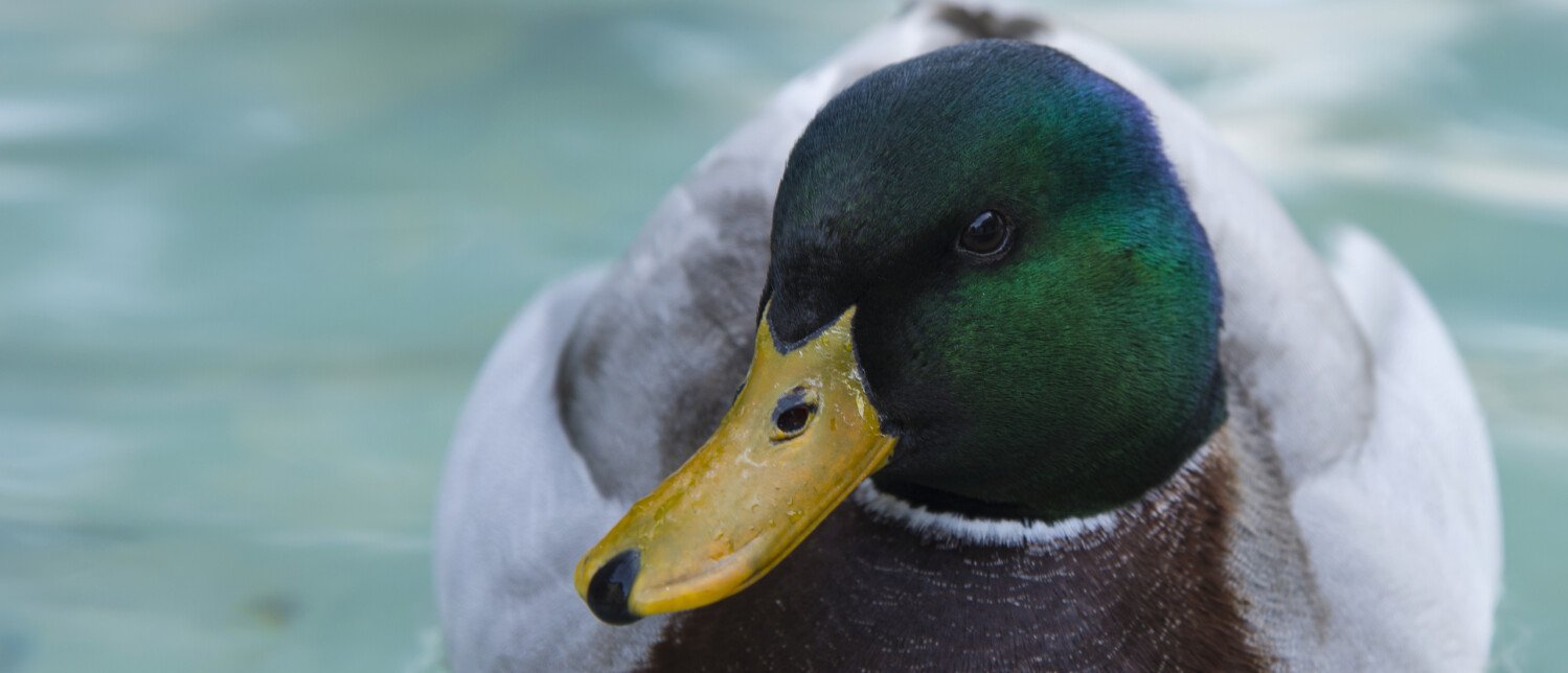 Waar leeft de wilde eend? | Vogel-blog