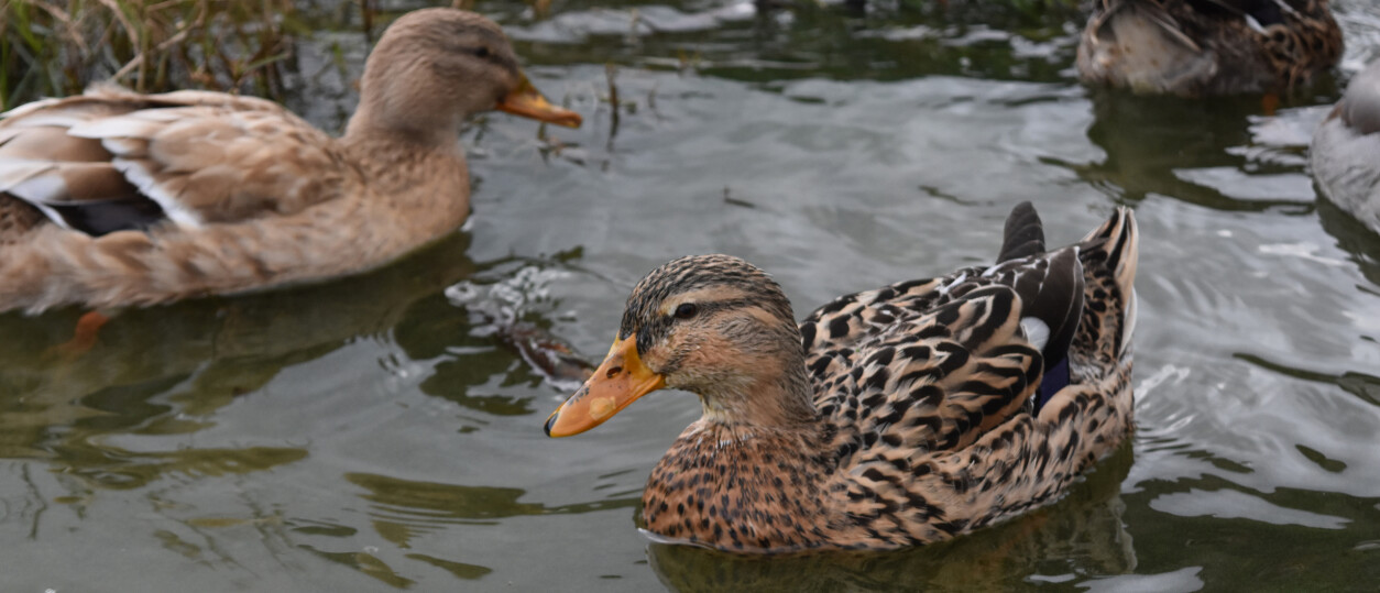 Wilde Eenden - Alles over Wilde Eenden in Nederland | Vogel-blog