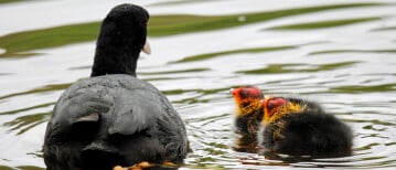 Hoe lang duurt het voordat een meerkoet ei uitkomt?