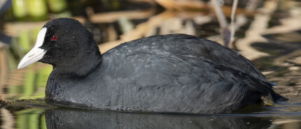 Hoe lang zit een meerkoet op het nest?