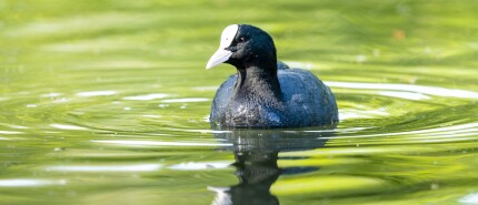 Wat is de natuurlijke vijand van de meerkoet?