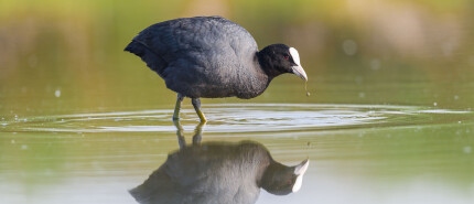 Waarom vechten meerkoeten zo veel?