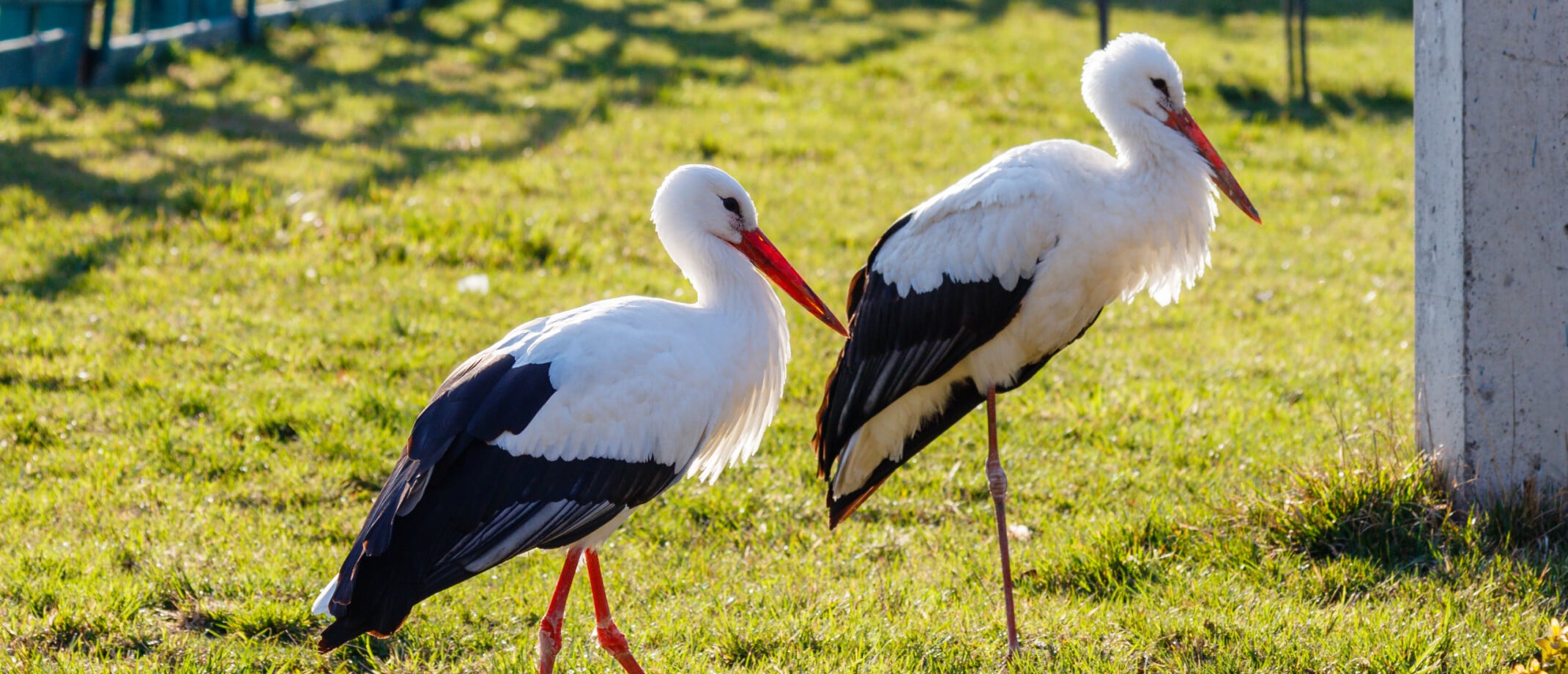 Alles over watervogels in Nederland | Vogel-blog