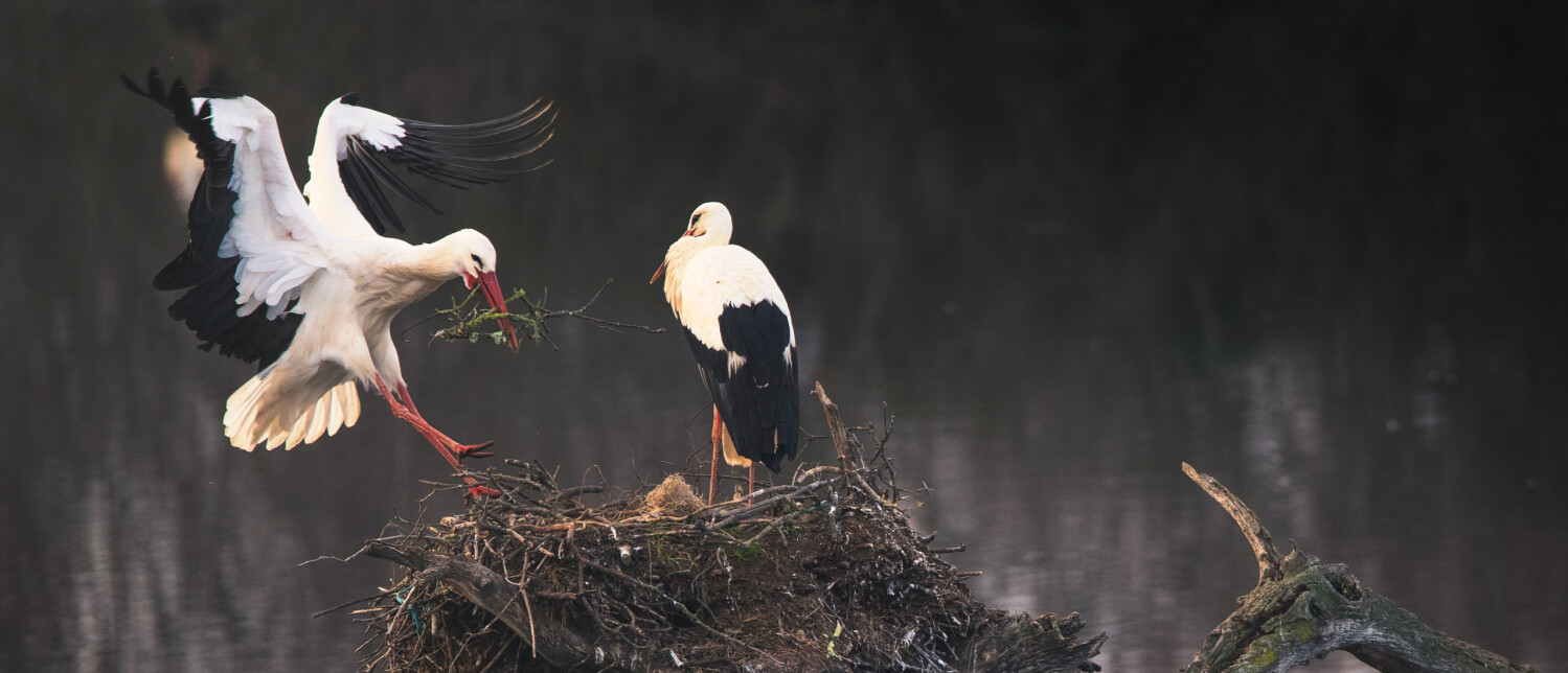 Alles over de ooievaar in nederland | Vogel-blog