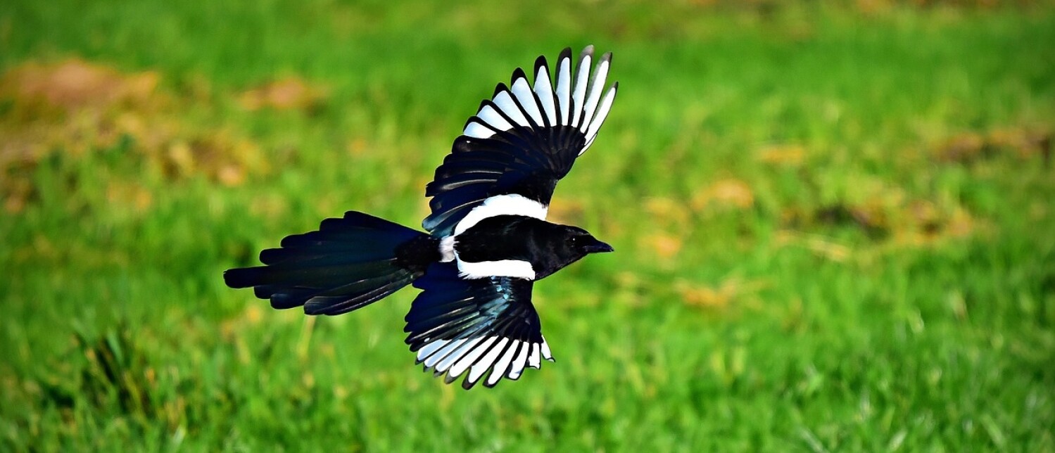 Alles over de Ekster | Vogel-blog