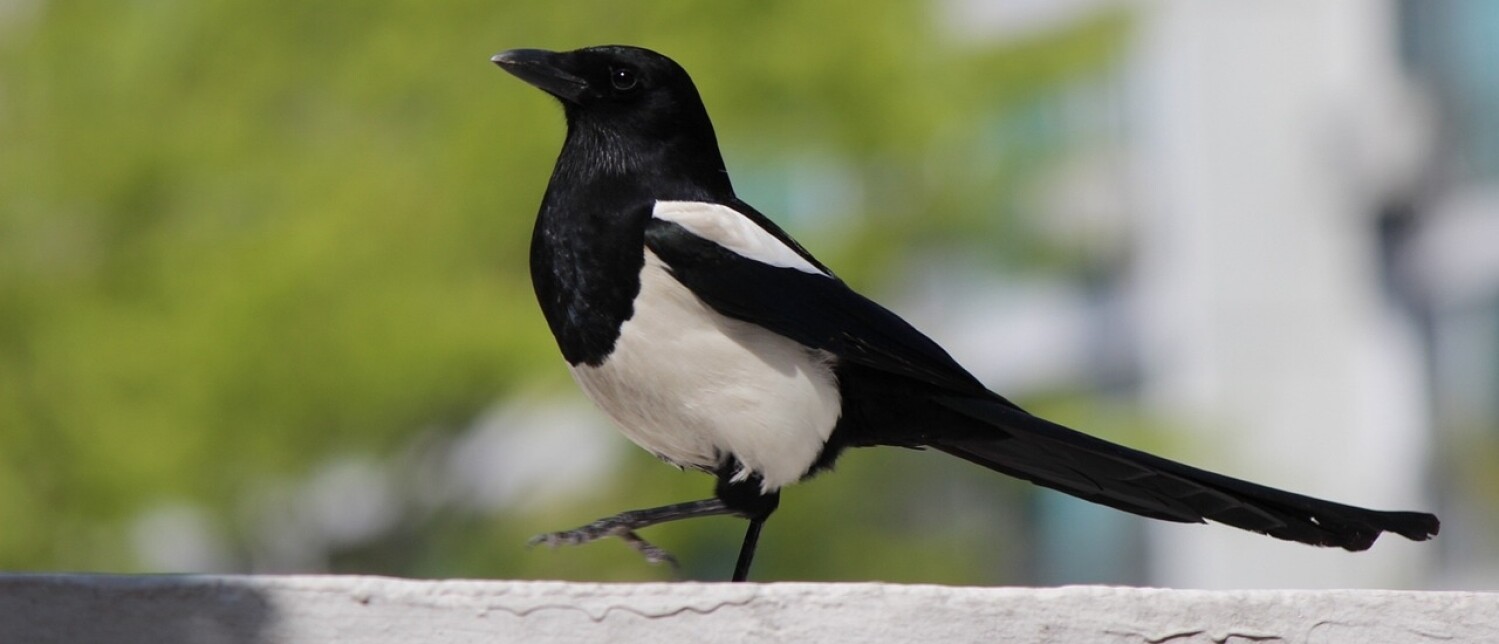 Extar Informatie Alles over de Ekster | Vogel-blog