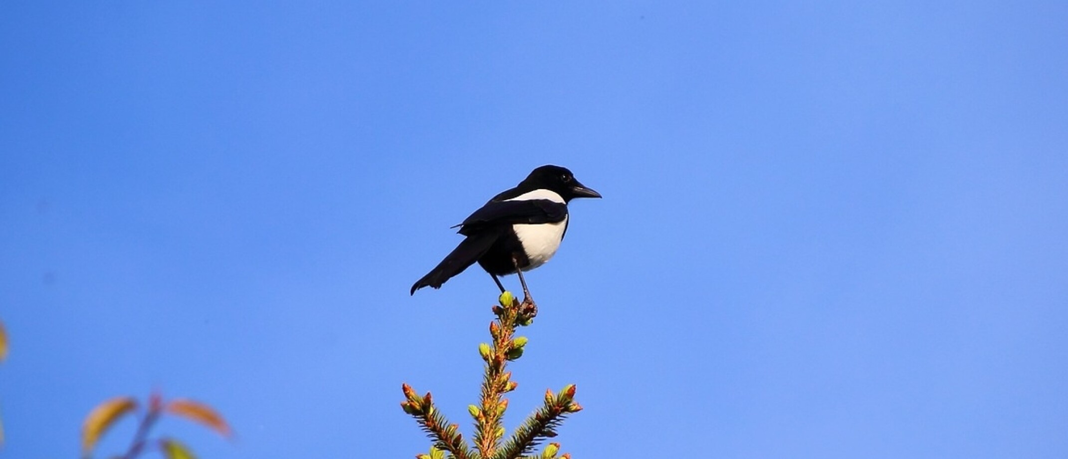 Alles over de Ekster | Vogel-blog
