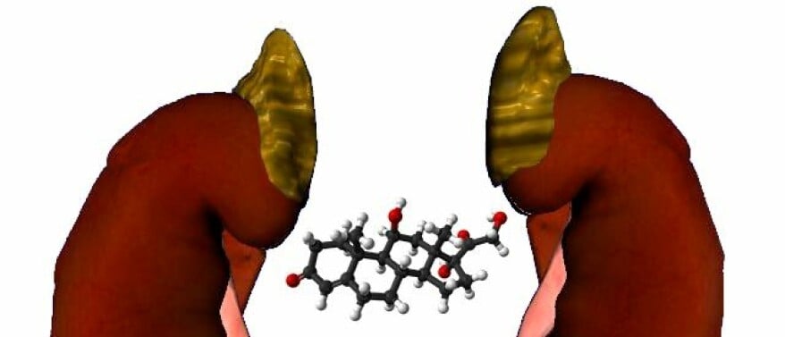 Two faces of the stress hormone cortisol