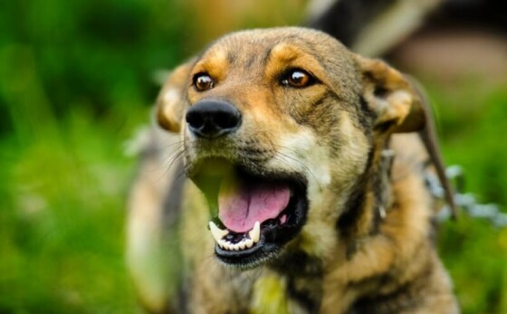 Hoe leer je jouw hond blaffen af?