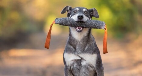 Een Hond Uit Het Buitenland Adopteren