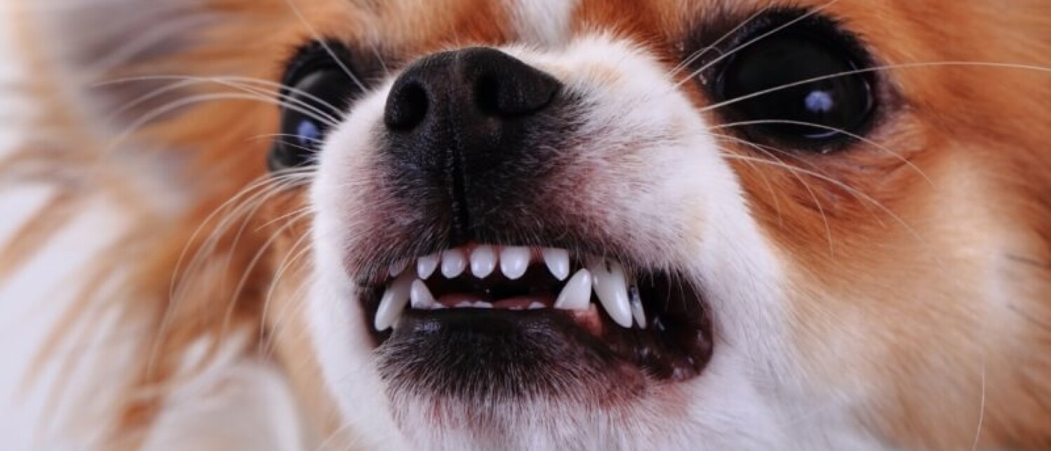 Waarom bijt een hond in je hakken?