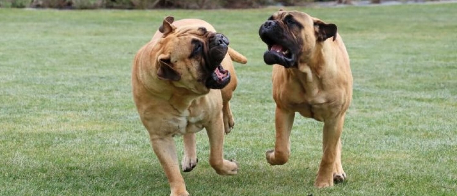 Hond draagt geel lintje: Wat betekent het en wat moet je doen?