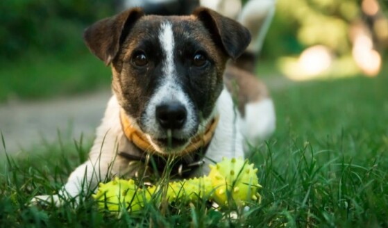 Hond draagt geel lintje: Wat betekent het en wat moet je doen?