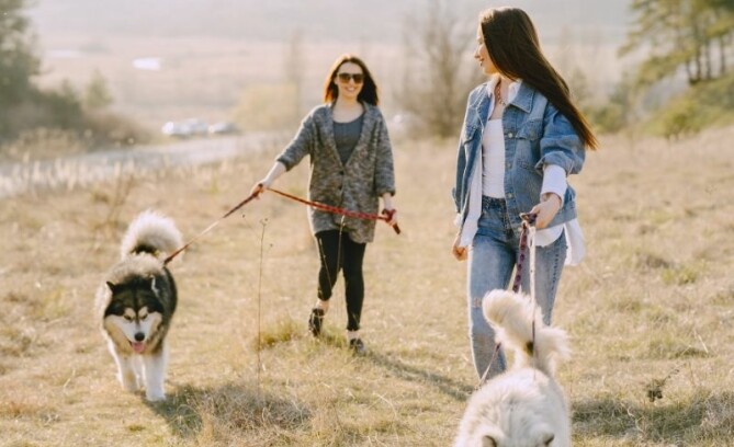 Hond draagt geel lintje: Wat betekent het en wat moet je doen?