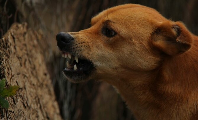 Hond draagt geel lintje: Wat betekent het en wat moet je doen?